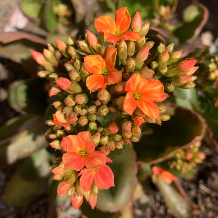 plant image 1300653