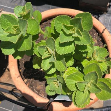 Plectranthus caninus
