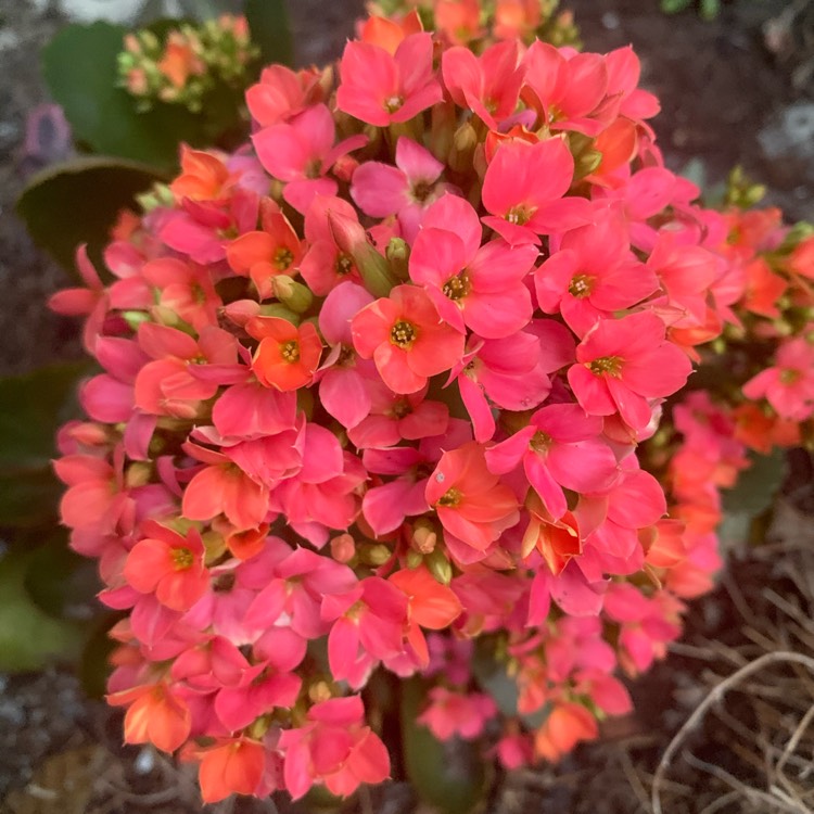 Plant image Kalanchoe blossfeldiana 'Calandiva Pink'