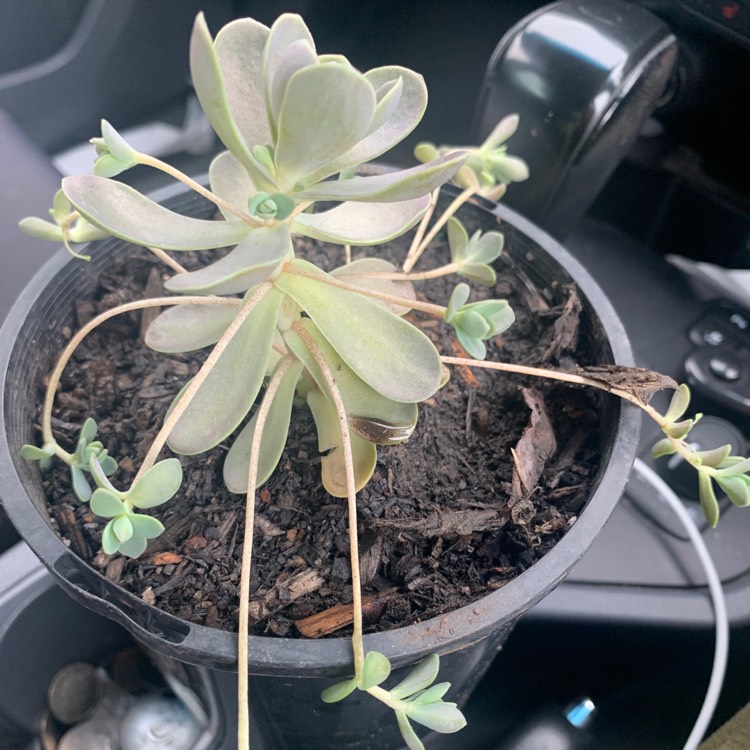 Plant image Orostachys furusei