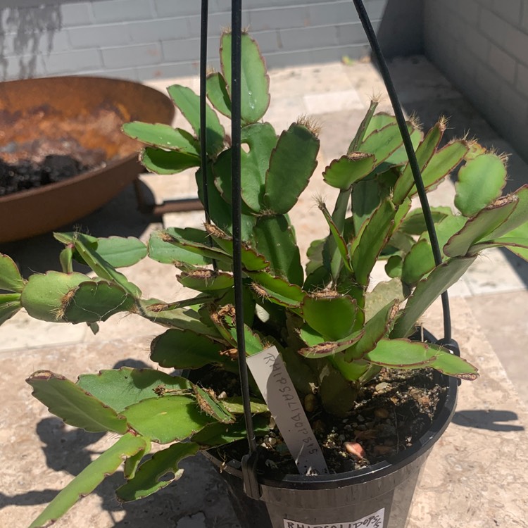 Plant image Rhipsalidopsis rosea