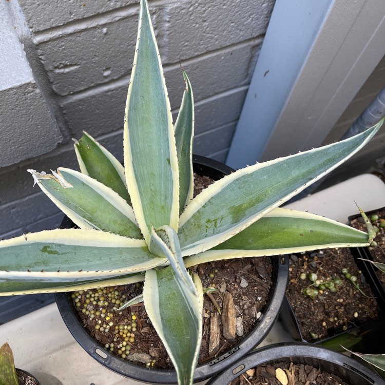 Plant image Agave guiengola 'Creme Brule'