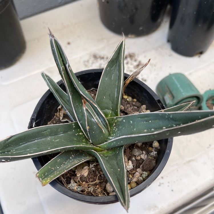 Plant image Agave Ferdinandi-Regis