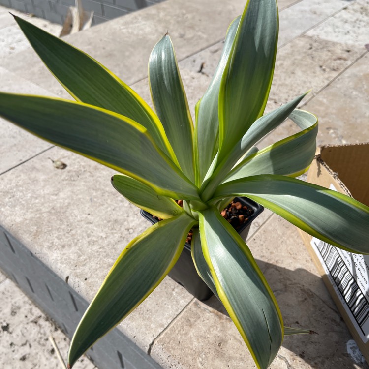 Plant image  Agave desmettiana ' Galactic Traveller' 