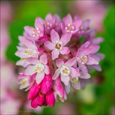 Ribes sanguineum