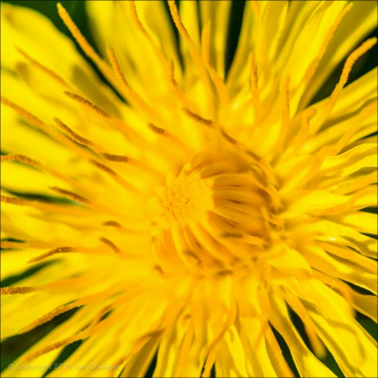 plant image 1005983