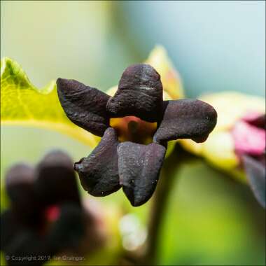 Pittosporum