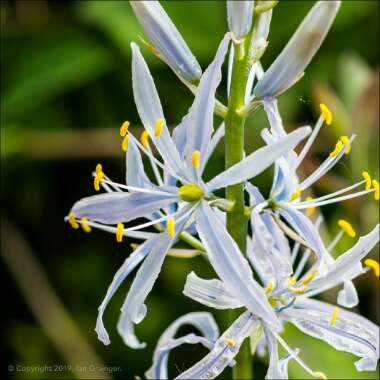 Camassia