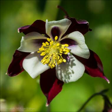Aquilegia