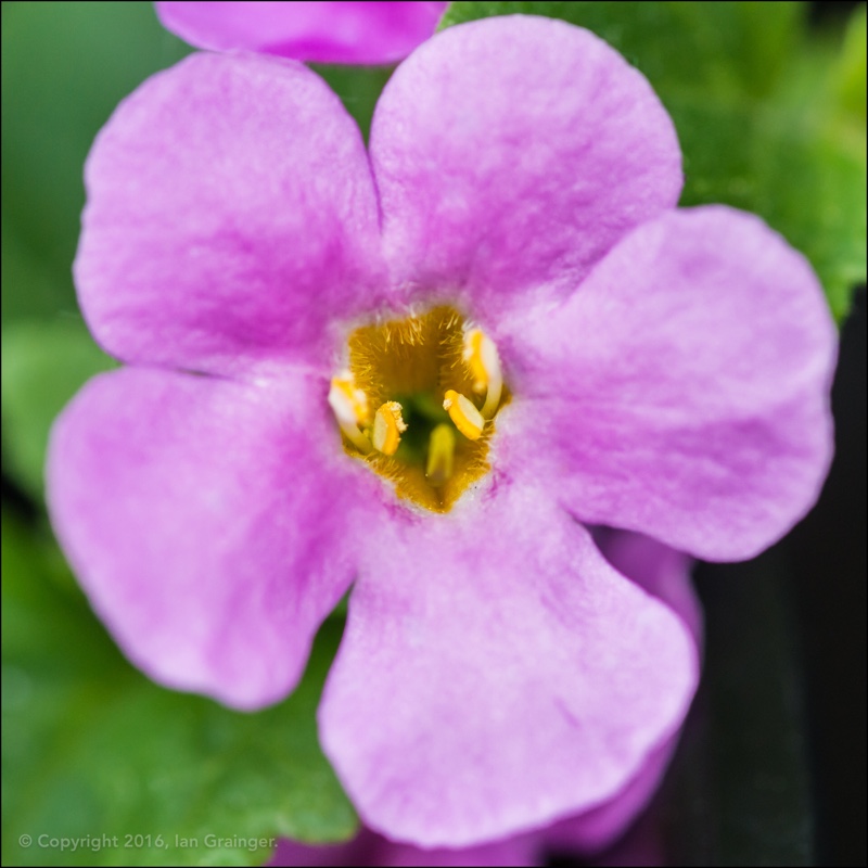 Plant image Bacopa abunda 'Colossal Pink'