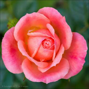 Rosa 'Sweet Dream'