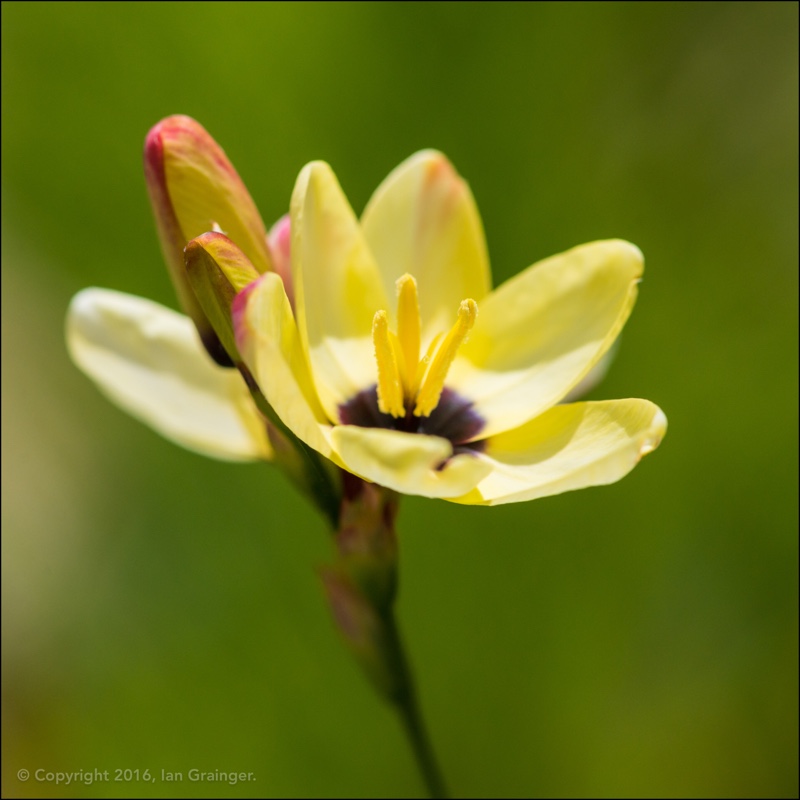 Ixia