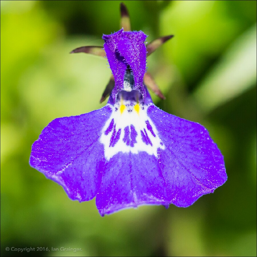Lobelia Erinus 'Blue with Eye Palace'