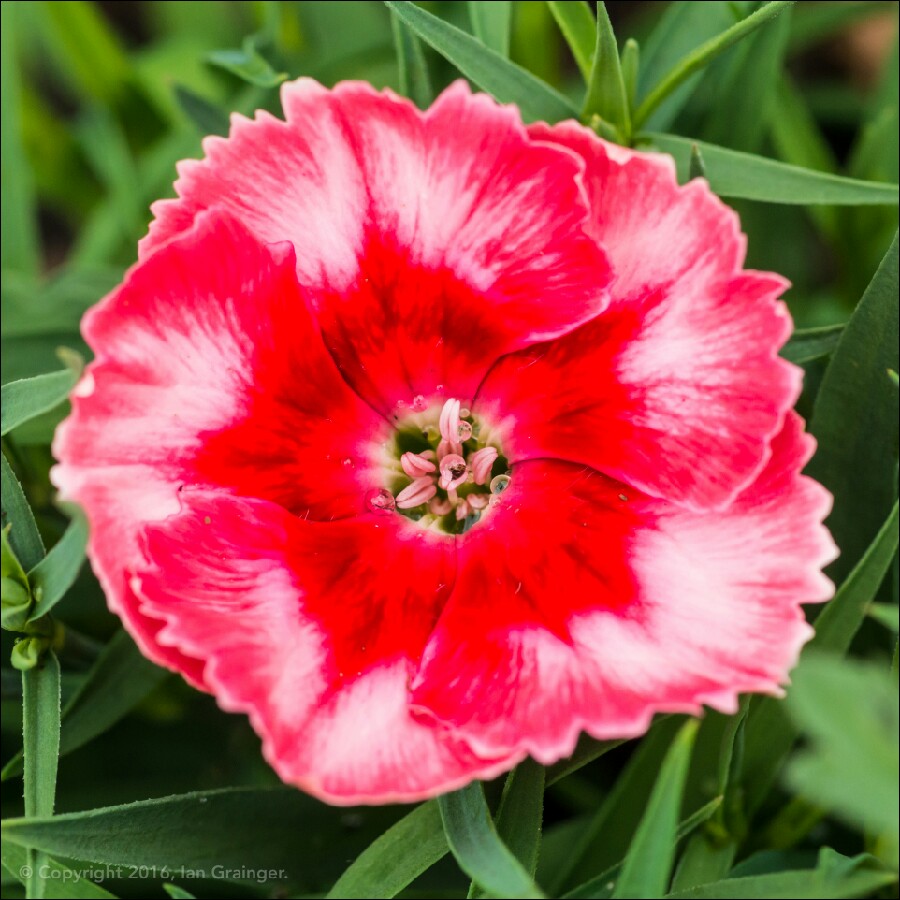 plant image 119524