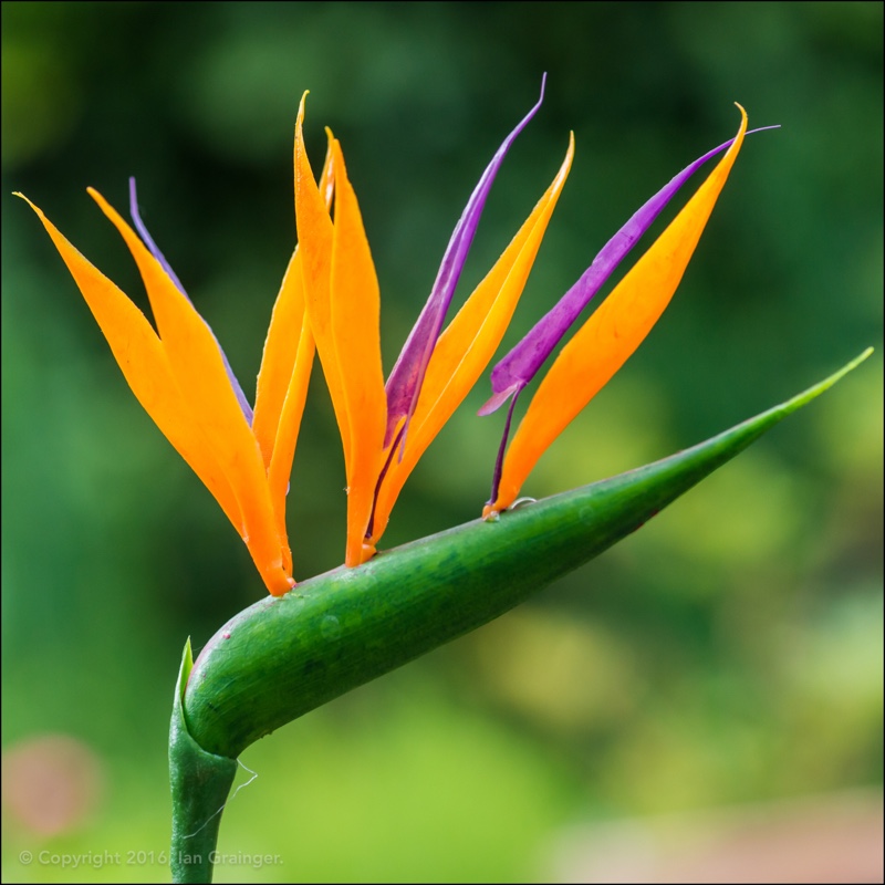 Strelitzia reginae