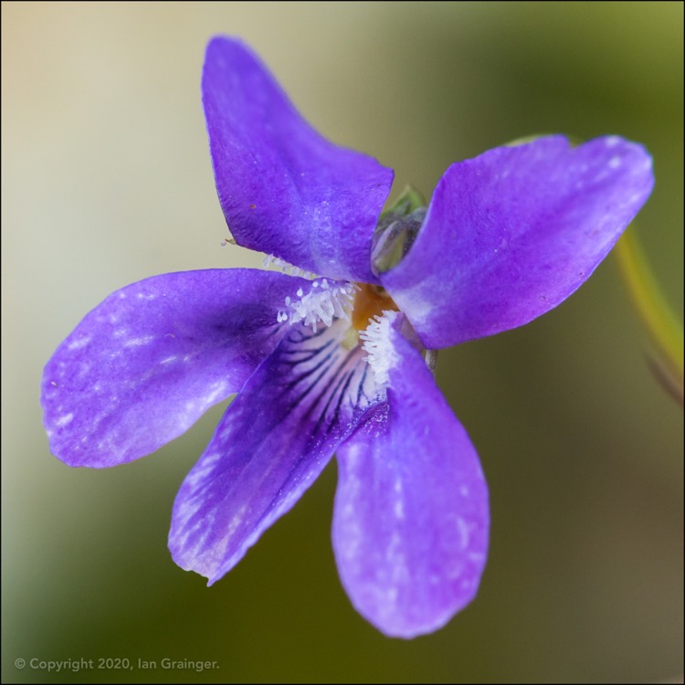 plant image 1257606 plant image 1257606