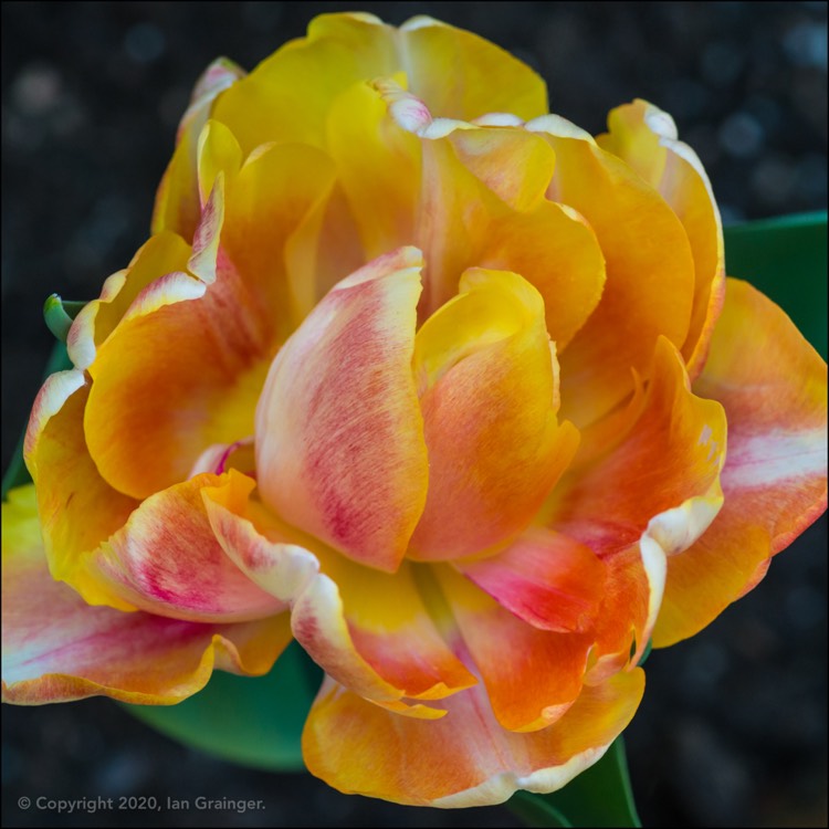 Plant image Tulipa 'Foxy Foxtrot'