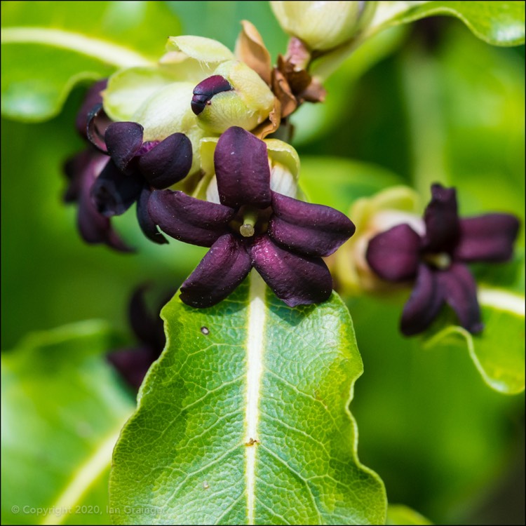 plant image 1274954