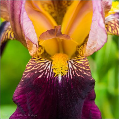 Iris x germanica