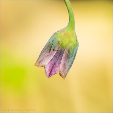 Allium siculum syn. Nectaroscordum siculum, Allium nectaracsardium, Allium bulgaricum