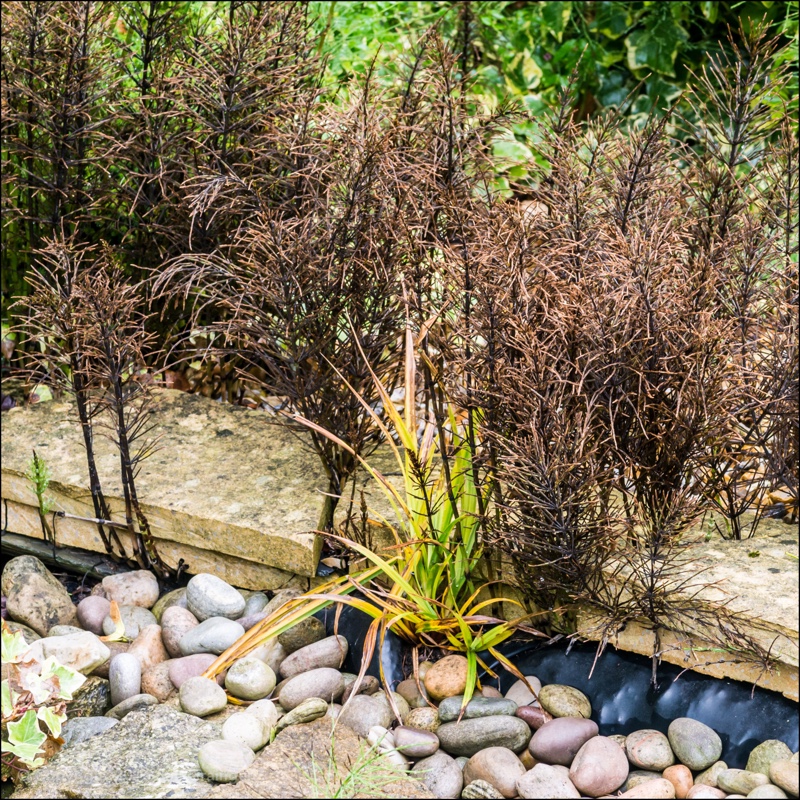 plant image 133757 plant image 133757