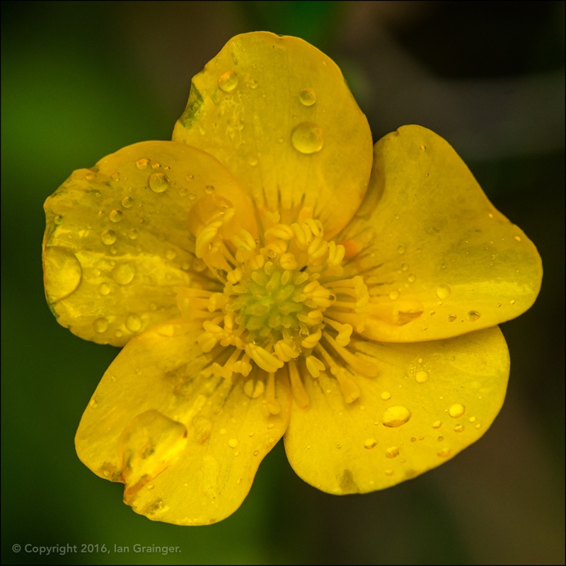 Ranunculus repens