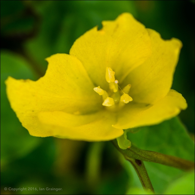 Lysimachia nummularia 'Aurea'