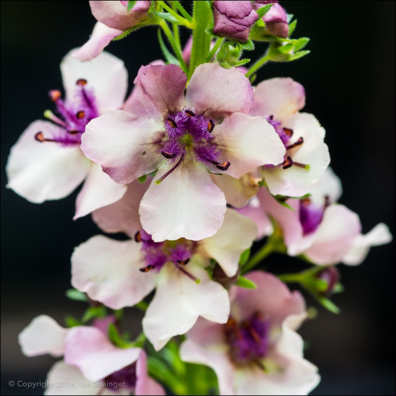 Verbascum x hybrida 'Southern Charm'