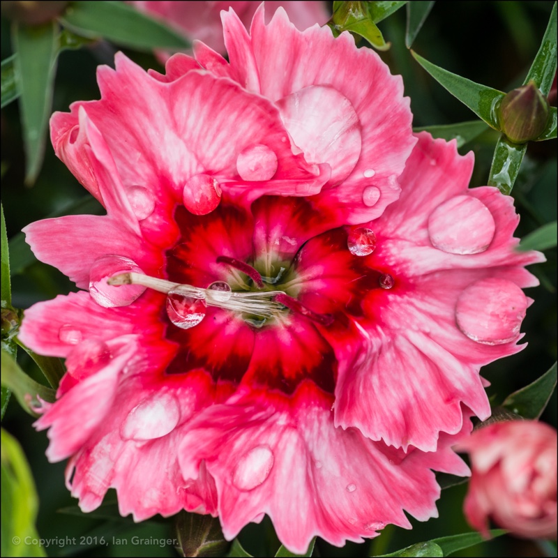 plant image 159809