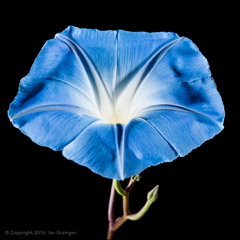 Ipomoea tricolor 'Heavenly Blue'