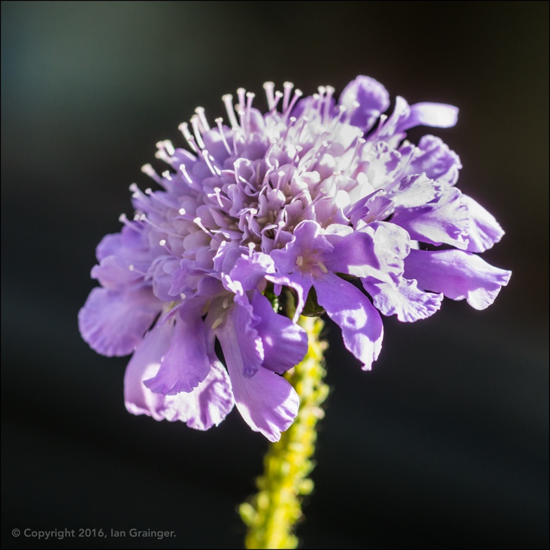 Scabiosa caucasica