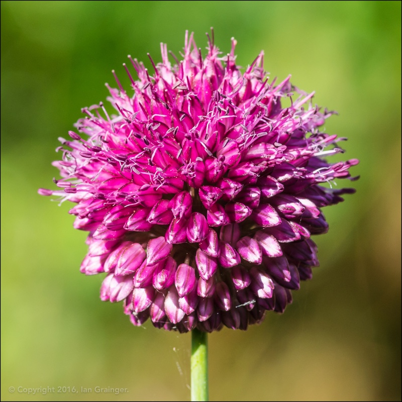 plant image 176741 plant image 176741