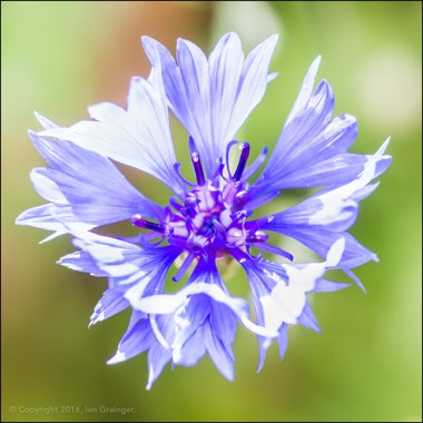 Centaurea