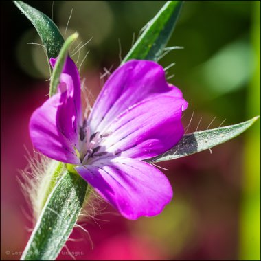 Agrostemma githago