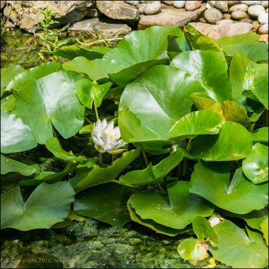 Nymphaea