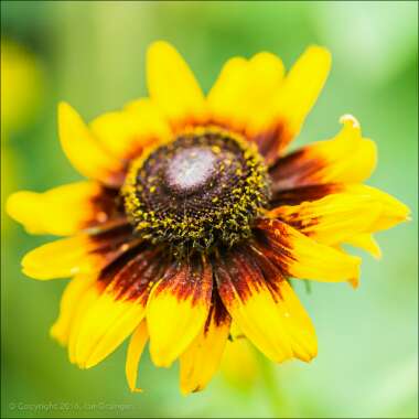 Rudbeckia