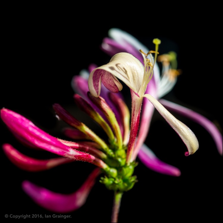 Plant image Lonicera periclymenum 'Serotina' syn. Lonicera periclymenum 'Florida'