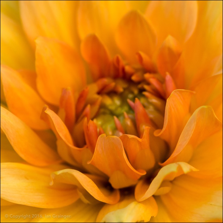 Plant image Dahlia 'Noordwijks Glorie'