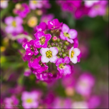 Lobularia maritima  syn. Alyssum maritimum