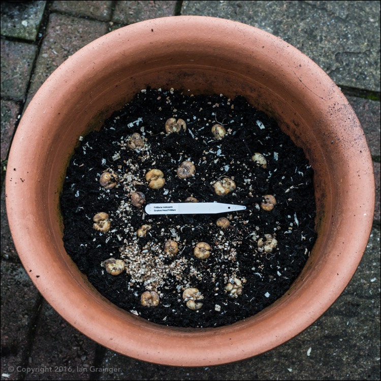 plant image 272524