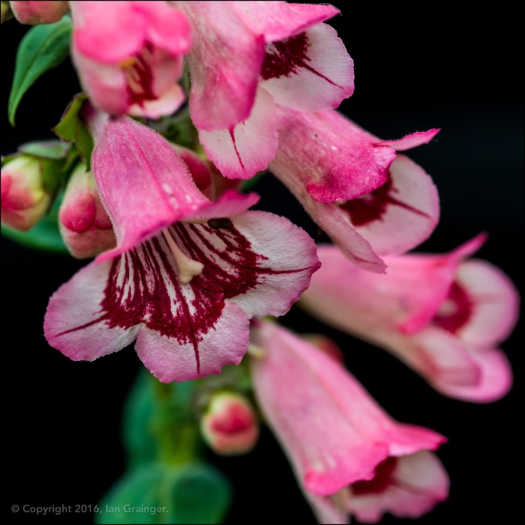 plant image 272622
