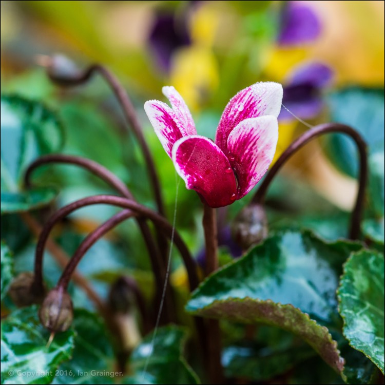 plant image 286343