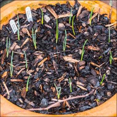 Allium sphaerocephalon