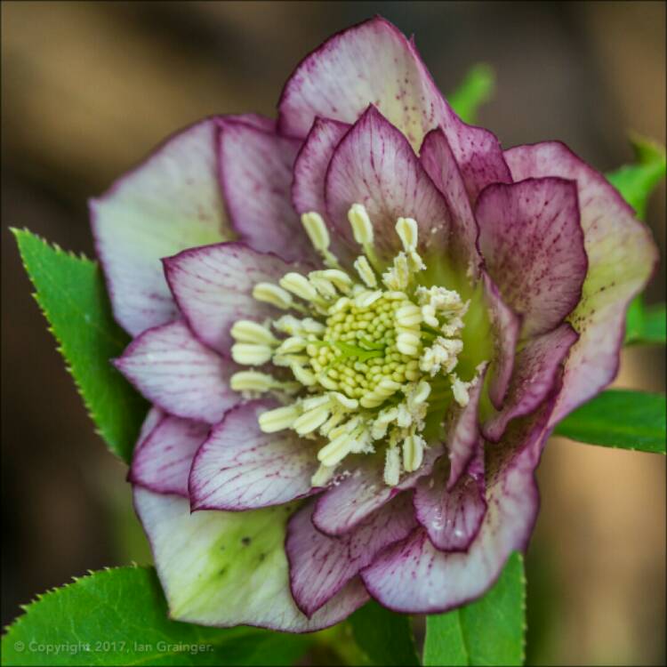plant image 313757
