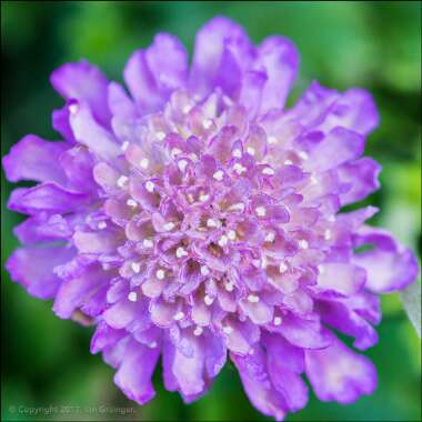 Scabiosa 'Butterfly Blue'