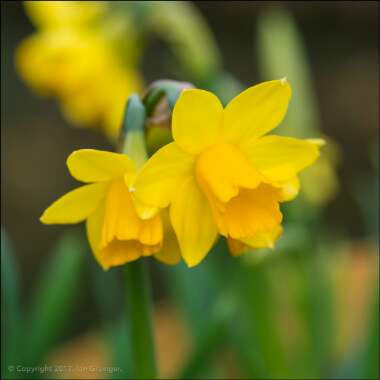 Narcissus 'Tête-à-Tête'