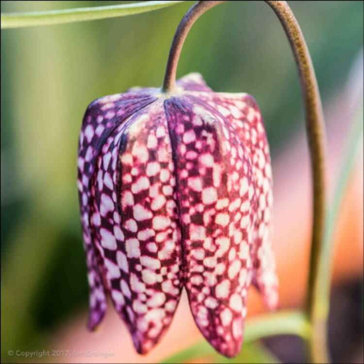 plant image 342094