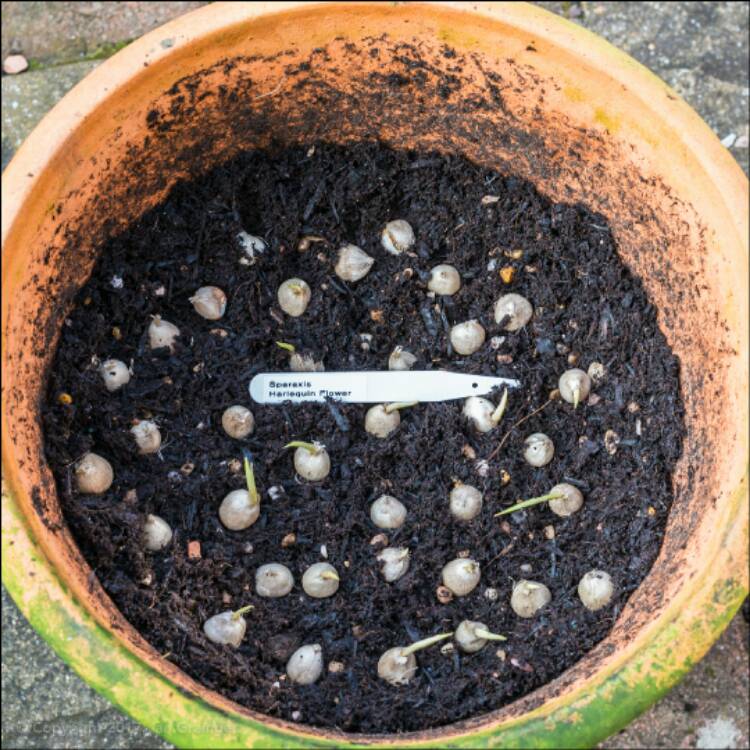 plant image 344469