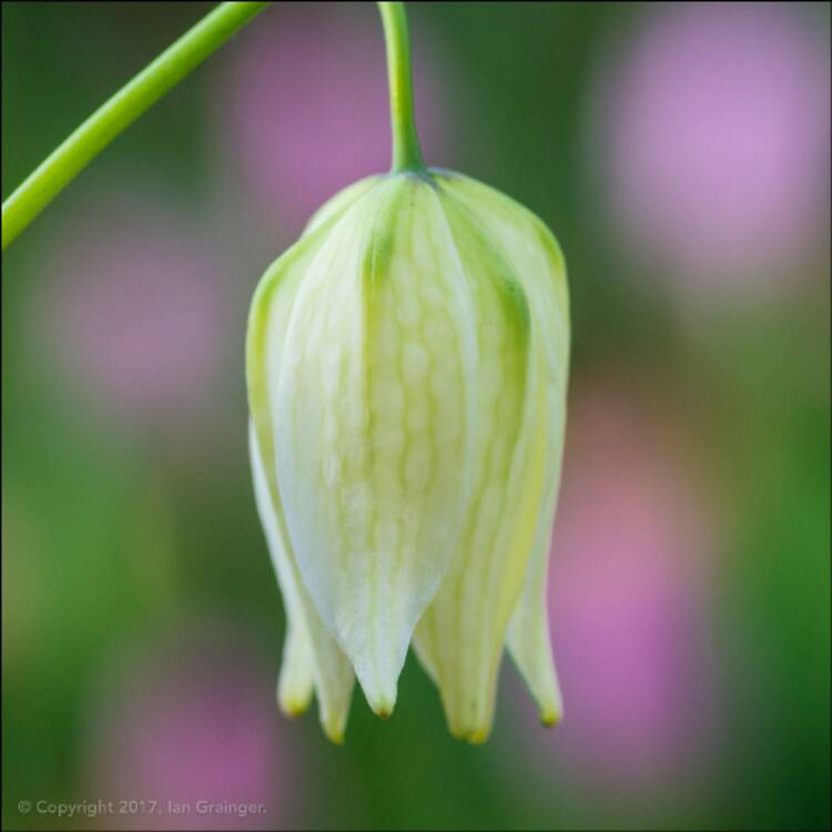 plant image 354722