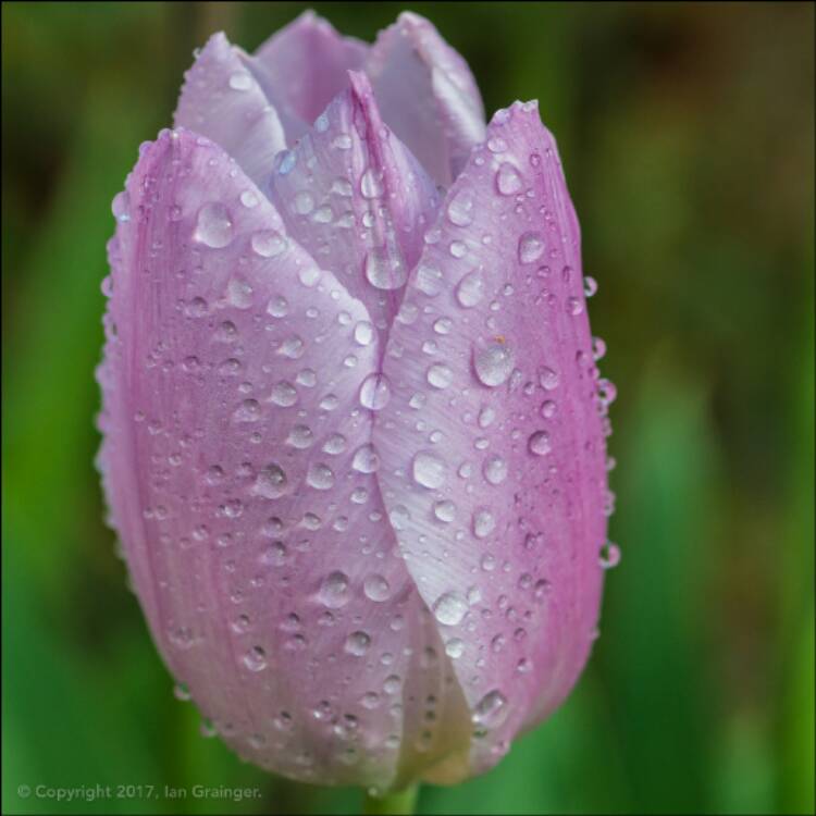 Plant image Tulipa 'Candy Prince'